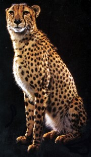 Big_Cats_-_Cheetah-180.jpg