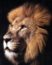 Big_cats_-_Lion-180.jpg