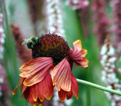 abeille.jpg