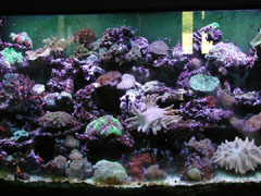 aquarium.jpg