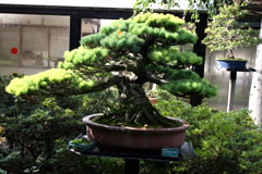 bonsai.jpg