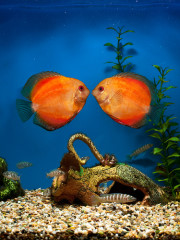 fish-love_180.jpg