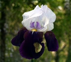 iris.jpg