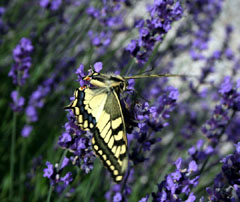 papillon.jpg