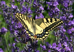 papillon2.jpg