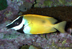 poisson.jpg
