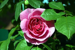 rose.jpg
