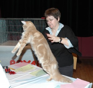 Joëlle et le Maine Coon